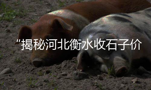 上海石子批发公司、上海盐水鹅有石子卖吗、上海浦东黄沙石子场地址、宁德装石子到上海多少钱